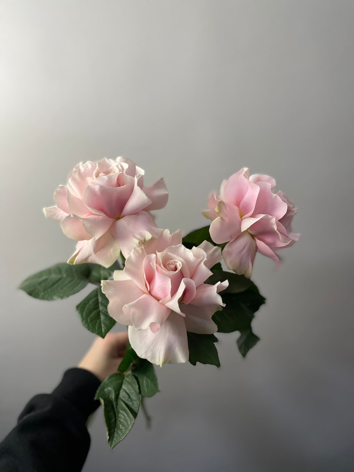 Вывернутые розы «Пинк Мондиаль» | Цветы в Иваново | ул. Палехская д. 4